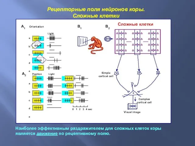 Рецепторные поля нейронов коры. Сложные клетки Наиболее эффективным раздражителем для сложных клеток коры