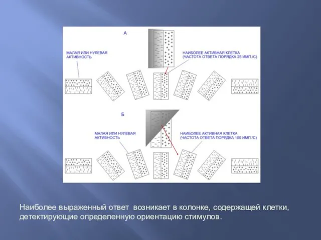 Наиболее выраженный ответ возникает в колонке, содержащей клетки, детектирующие определенную ориентацию стимулов.