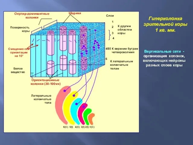 Гиперколонка зрительной коры 1 кв. мм. Вертикальные сети - организация колонок, включающих нейроны