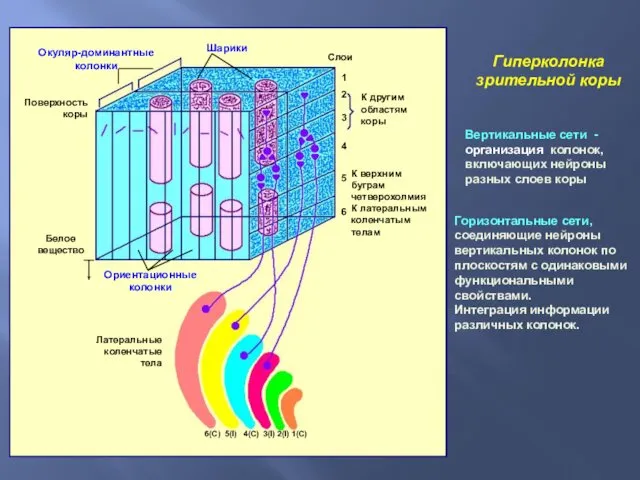 Гиперколонка зрительной коры Горизонтальные сети, соединяющие нейроны вертикальных колонок по плоскостям с одинаковыми