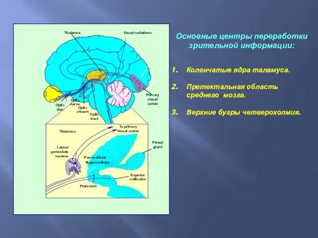 Основные центры переработки зрительной информации: Коленчатые ядра таламуса. Претектальная область среднего мозга. Верхние бугры четверохолмия.
