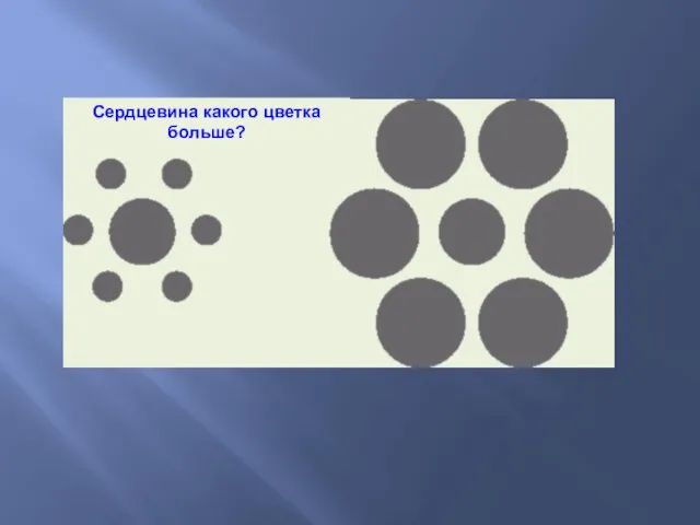 Сердцевина какого цветка больше?