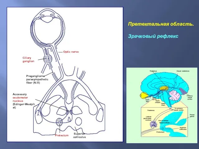 Претектальная область. Зрачковый рефлекс
