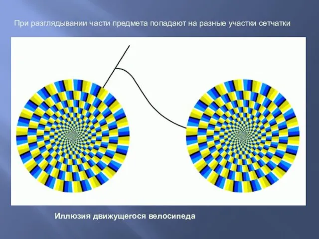 Иллюзия движущегося велосипеда При разглядывании части предмета попадают на разные участки сетчатки