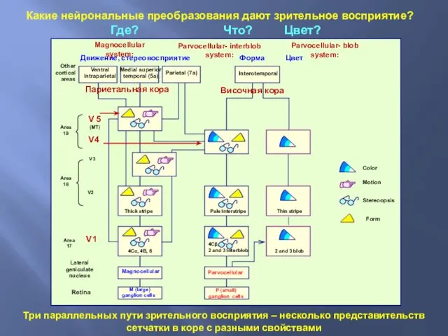 Три параллельных пути зрительного восприятия – несколько представительств сетчатки в коре с разными