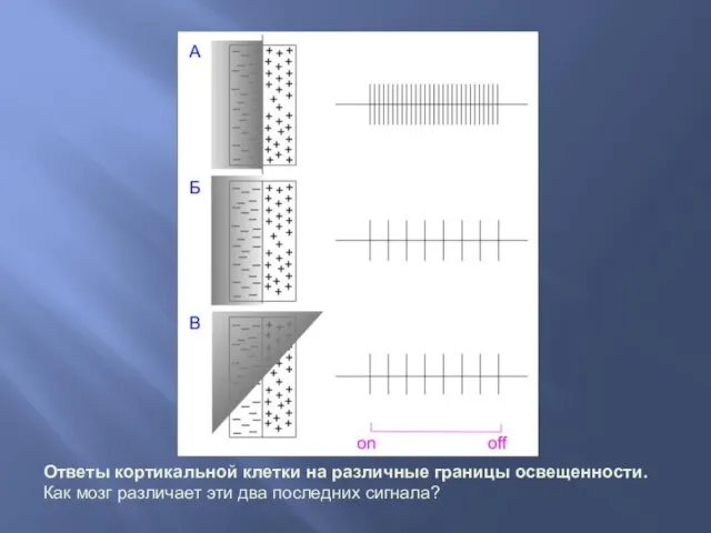 Ответы кортикальной клетки на различные границы освещенности. Как мозг различает эти два последних сигнала?