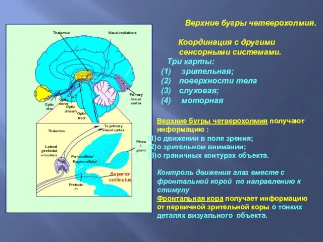 Верхние бугры четверохолмия. Координация с другими сенсорными системами. Три карты: зрительная; поверхности тела