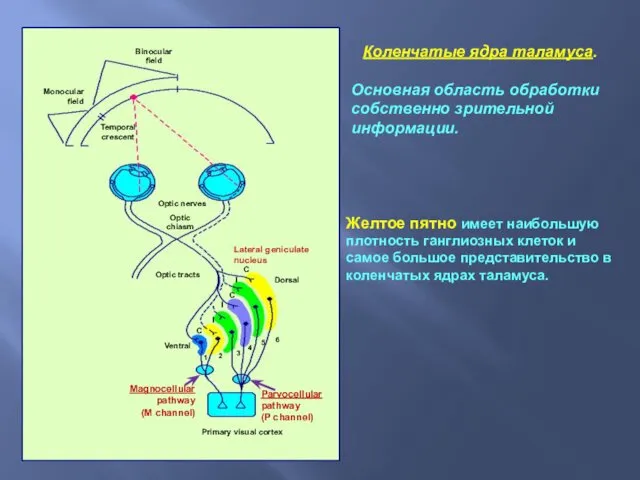Коленчатые ядра таламуса. Основная область обработки собственно зрительной информации. Желтое пятно имеет наибольшую