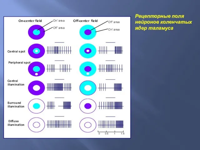 Рецепторные поля нейронов коленчатых ядер таламуса