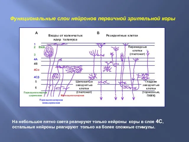 Функциональные слои нейронов первичной зрительной коры На небольшое пятно света реагируют только нейроны