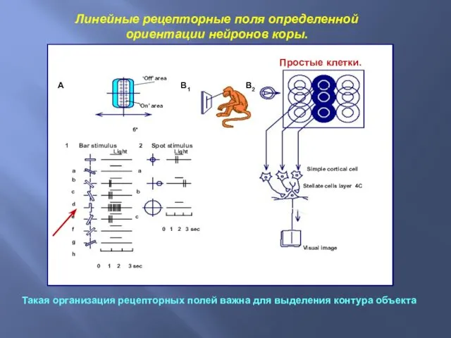 Линейные рецепторные поля определенной ориентации нейронов коры. Простые клетки Такая организация рецепторных полей