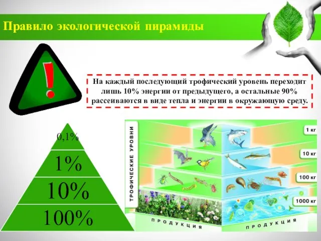 Правило экологической пирамиды На каждый последующий трофический уровень переходит лишь