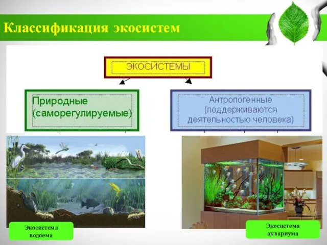 Классификация экосистем Экосистема водоема Экосистема аквариума