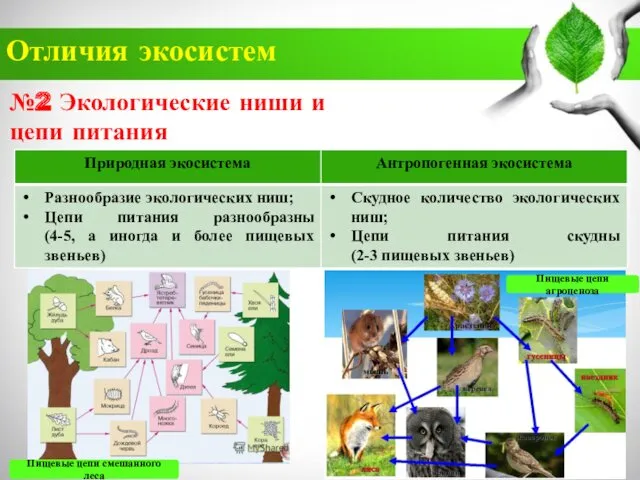 Отличия экосистем №2 Экологические ниши и цепи питания Пищевые цепи смешанного леса Пищевые цепи агроценоза