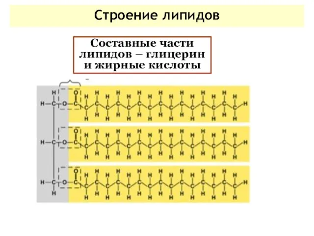 Строение липидов Составные части липидов – глицерин и жирные кислоты