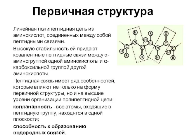 Первичная структура Линейная полипептидная цепь из аминокислот, соединенных между собой