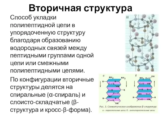 Вторичная структура Способ укладки полипептидной цепи в упорядоченную структуру благодаря