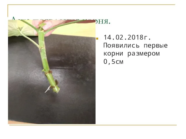 Дата появления корня. 14.02.2018г. Появились первые корни размером 0,5см