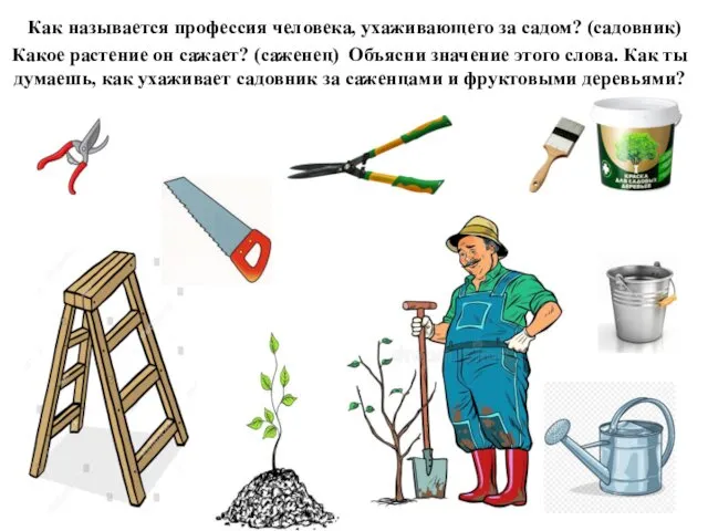 Как называется профессия человека, ухаживающего за садом? (садовник) Какое растение он сажает? (саженец)
