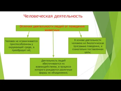 Человеческая деятельность Отличия деятельности людей от поведения животных Человек не