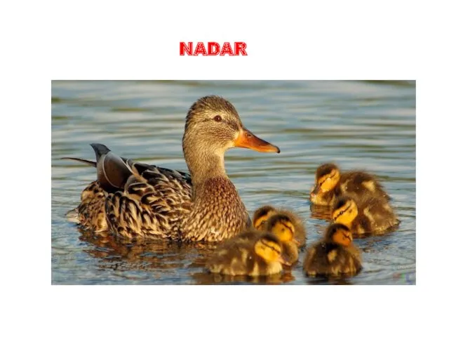 NADAR