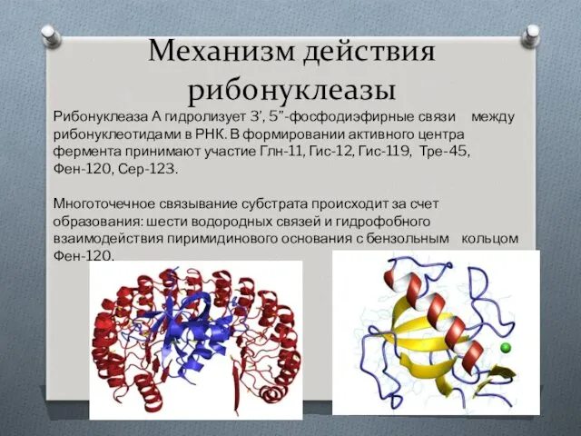 Механизм действия рибонуклеазы Рибонуклеаза А гидролизует 3’, 5”-фосфодиэфирные связи между рибонуклеотидами в РНК.
