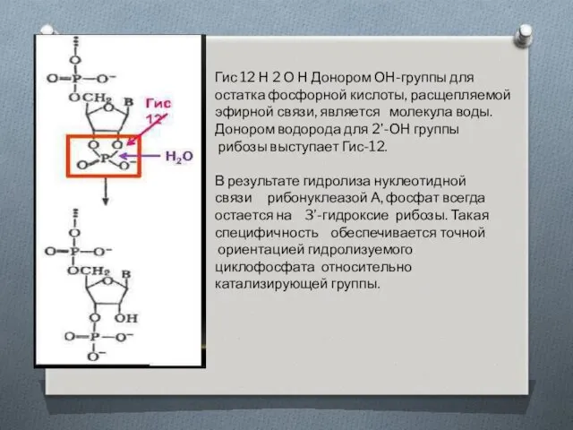 Гис 12 Н 2 О Н Донором ОН-группы для остатка фосфорной кислоты, расщепляемой