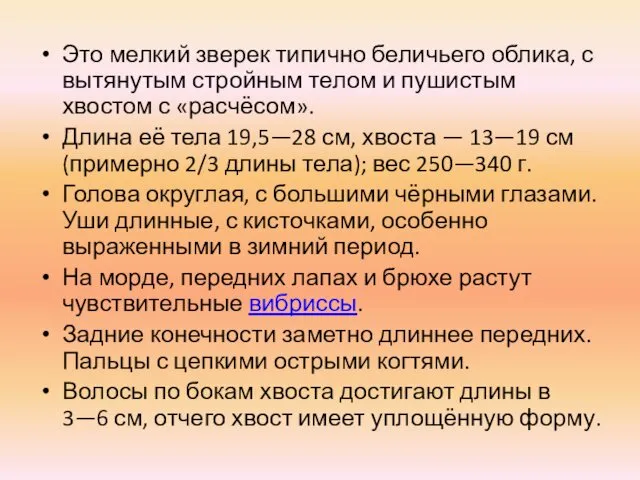 Это мелкий зверек типично беличьего облика, с вытянутым стройным телом