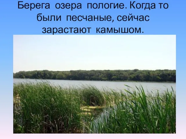 Берега озера пологие. Когда то были песчаные, сейчас зарастают камышом.