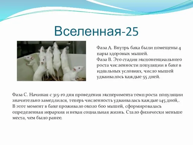 Вселенная-25 Фаза А. Внутрь бака были помещены 4 пары здоровых