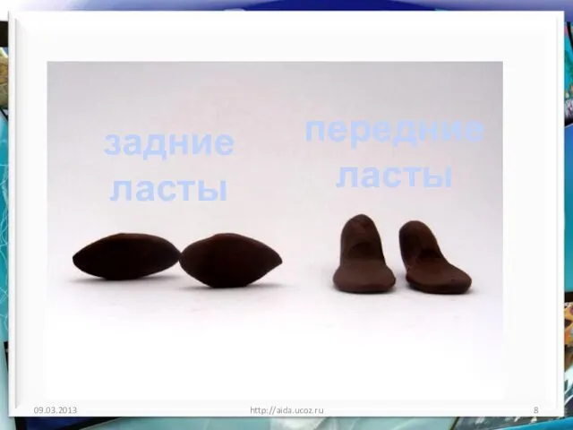 http://aida.ucoz.ru передние ласты задние ласты