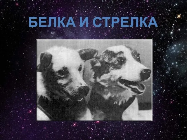 БЕЛКА И СТРЕЛКА