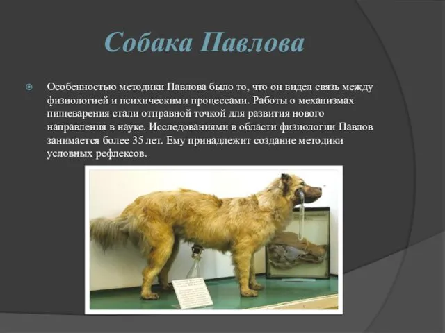 Собака Павлова Особенностью методики Павлова было то, что он видел связь между физиологией