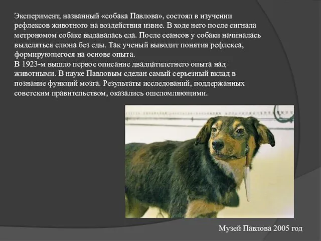 Эксперимент, названный «собака Павлова», состоял в изучении рефлексов животного на воздействия извне. В
