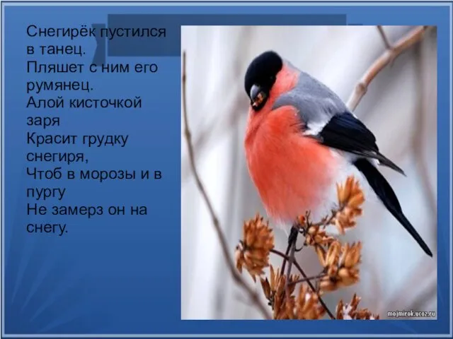 Снегирёк пустился в танец. Пляшет с ним его румянец. Алой