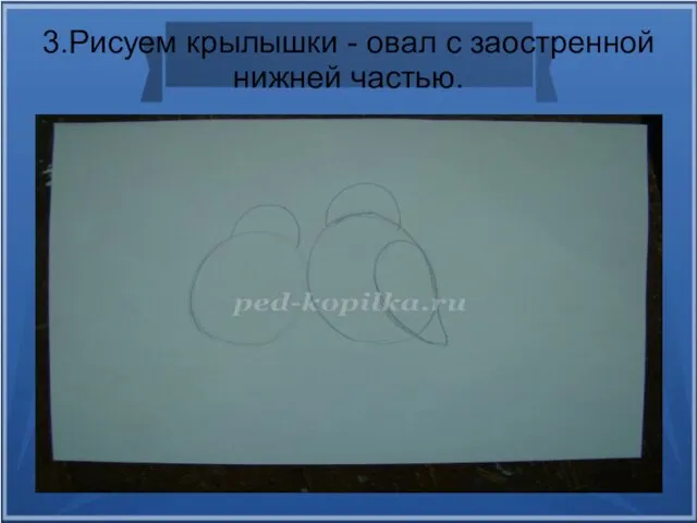 3.Рисуем крылышки - овал с заостренной нижней частью.