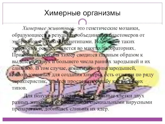 Химерные организмы Химерные животные– это генетические мозаики, образующиеся в результате