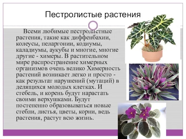 Пестролистые растения Всеми любимые пестролистные растения, такие как диффенбахии, колеусы,