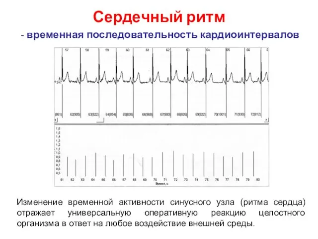 Сердечный ритм - временная последовательность кардиоинтервалов Изменение временной активности синусного узла (ритма сердца)