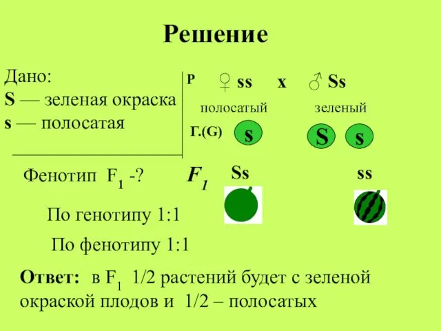 Дано: S — зеленая окраска s — полосатая Фенотип F1