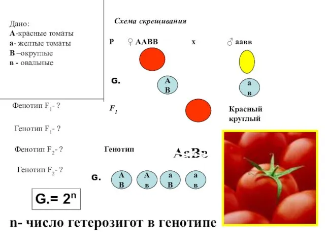 Дано: А-красные томаты а- желтые томаты В –округлые в -