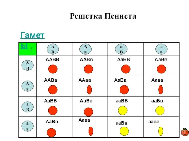 Решетка Пеннета АВ АВ Ав Ав аВ аВ ав ав