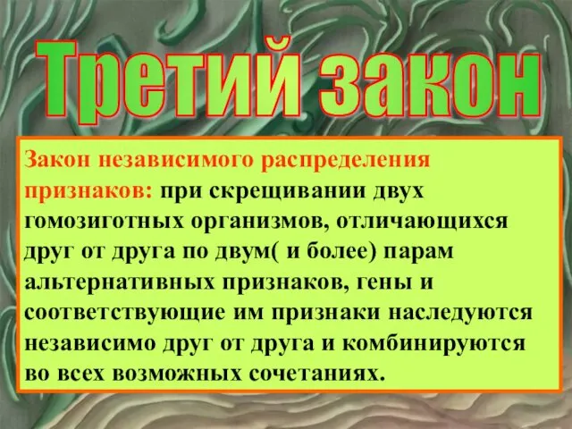 Третий закон Закон независимого распределения признаков: при скрещивании двух гомозиготных