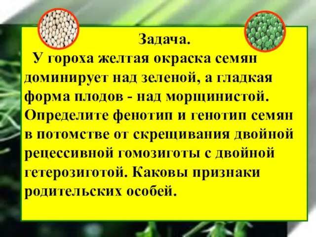 Задача. У гороха желтая окраска семян доминирует над зеленой, а