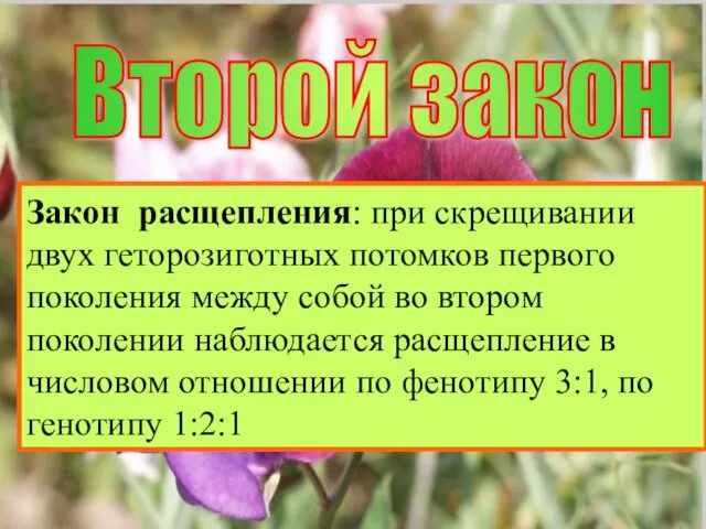 Второй закон Закон расщепления: в потомстве, полученном от скрещивания гибридов