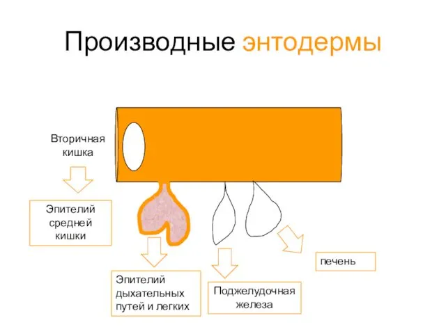 Производные энтодермы Вторичная кишка Эпителий средней кишки Эпителий дыхательных путей и легких печень Поджелудочная железа