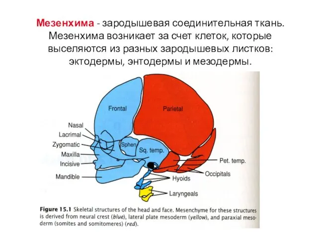 Мезенхима - зародышевая соединительная ткань. Мезенхима возникает за счет клеток,