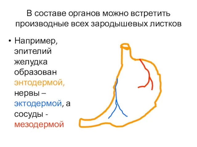 В составе органов можно встретить производные всех зародышевых листков Например,