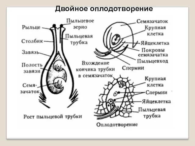 Двойное оплодотворение