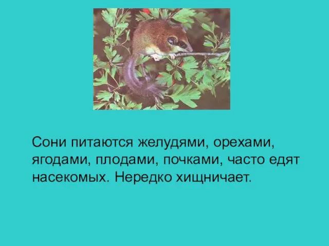 Сони питаются желудями, орехами, ягодами, плодами, почками, часто едят насекомых. Нередко хищничает.